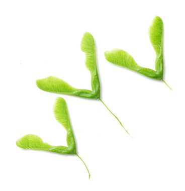 Yeşil akçaağaç tohumu