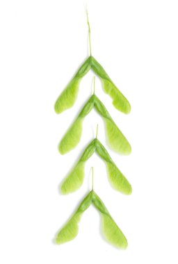 İzole yeşil akçaağaç tohumu