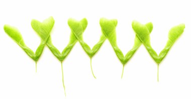 İzole yeşil akçaağaç tohumu