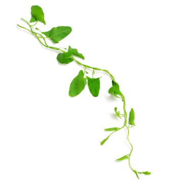 Yeşil sarmaşık izole