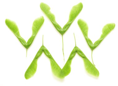 Yeşil akçaağaç tohumu