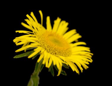 Sarı papatya yakın çekim