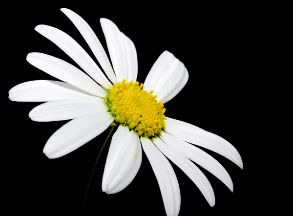 Flor de margarida branca contra preto — Fotografia de Stock