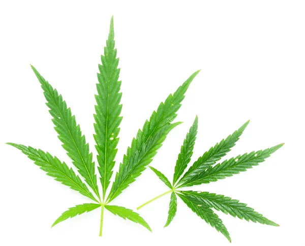 Green leaf of marijuana — Stock Photo, Image