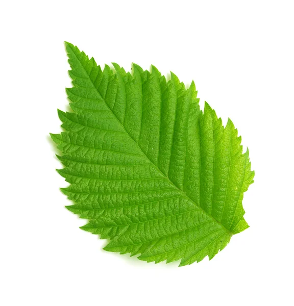 Green leaf on white — Stock Photo, Image