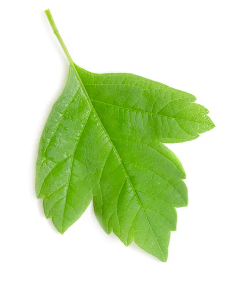 Green leaf on white — Stock Photo, Image