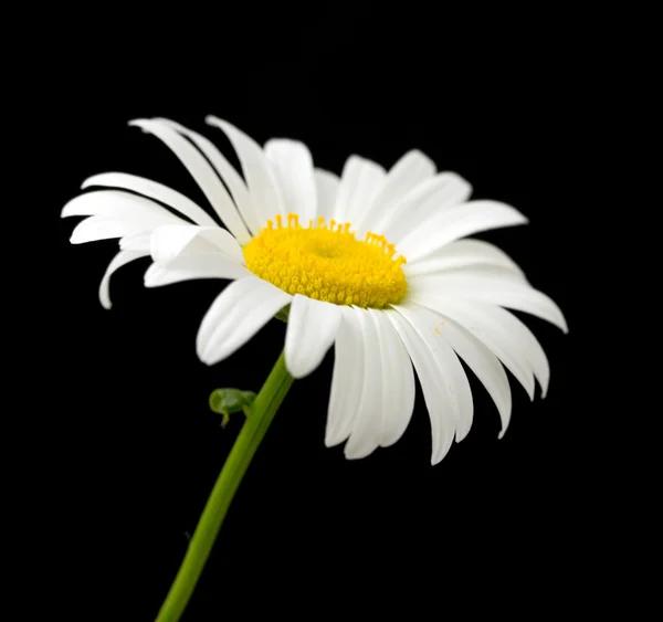 Flor de margarita blanca contra negro —  Fotos de Stock