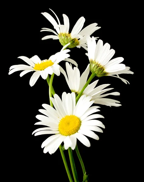 Fleurs de marguerite blanche — Photo