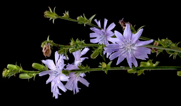 Cichorei, Cichorium intybus, geïsoleerd — Stockfoto