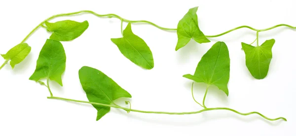 Πράσινο αναρριχητικό φυτό σε ένα λευκό — Φωτογραφία Αρχείου