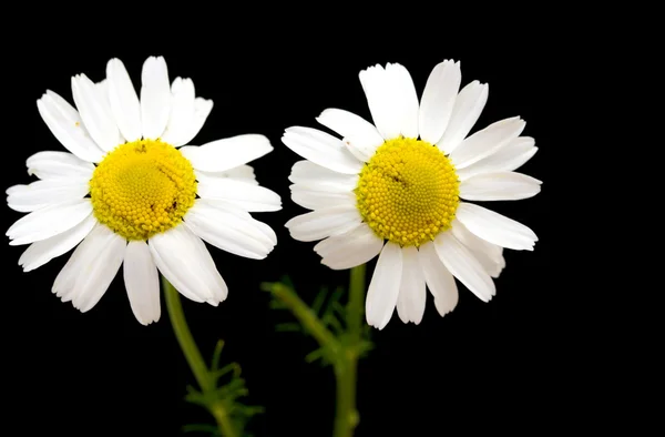 White daisy flowers — Stock Photo, Image