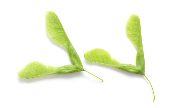 Green maple seeds — Stock Photo, Image