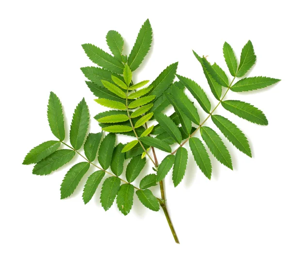 Leaves of a mountain ash — Stock Photo, Image