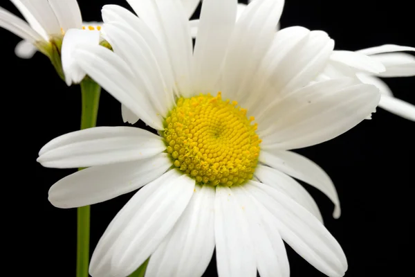 Flores de margarita blanca — Foto de Stock