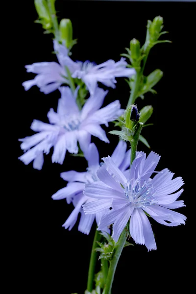 Chicory, Cichorium intybus, isolated — Stock Photo, Image