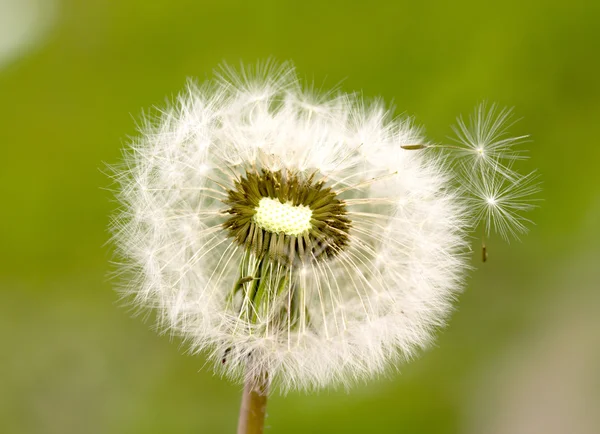 Semillas de diente de león al aire libre —  Fotos de Stock