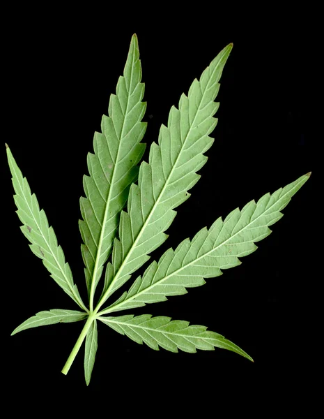 Groene blad van de marihuana — Stockfoto