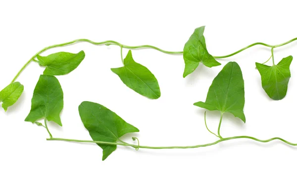 Verde rastejante em um branco — Fotografia de Stock