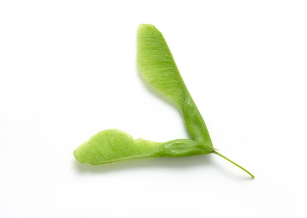 Green maple seeds — Stock Photo, Image