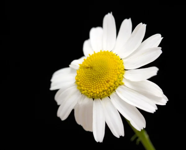 Weiße Margeritenblüte — Stockfoto