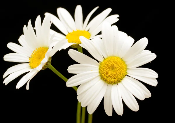 White daisy flowers — Stock Photo, Image