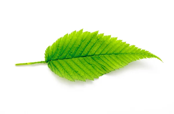 Fern leaf on a white — Stock Photo, Image