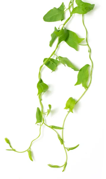 Zöld ivy elszigetelt — Stock Fotó