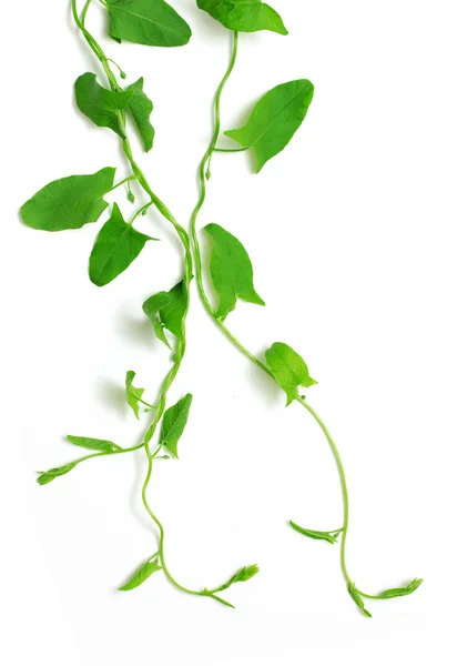 Hera verde isolada — Fotografia de Stock