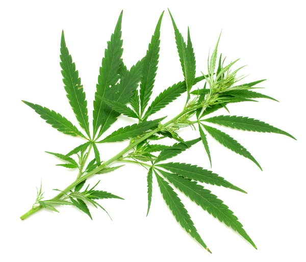 Green leaves of marijuana — Stock Photo, Image