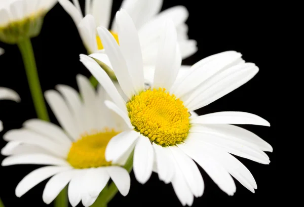 Flores brancas da margarida — Fotografia de Stock