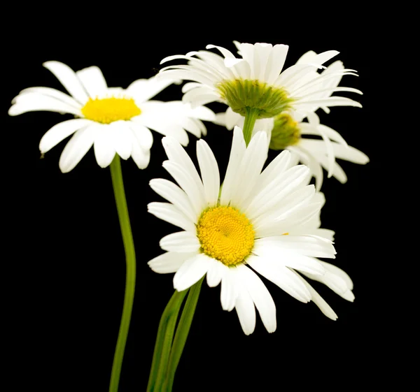 Flores de margarita blanca —  Fotos de Stock