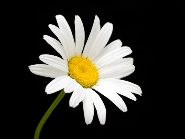 Macro tiro de flor de margarita blanca —  Fotos de Stock