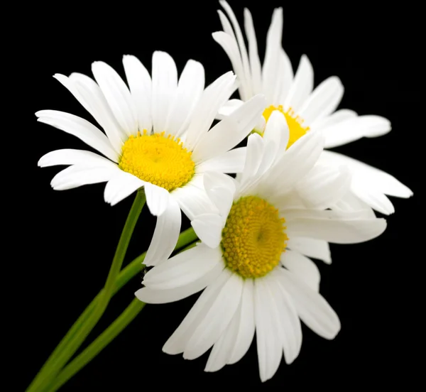 Weiße Gänseblümchen — Stockfoto