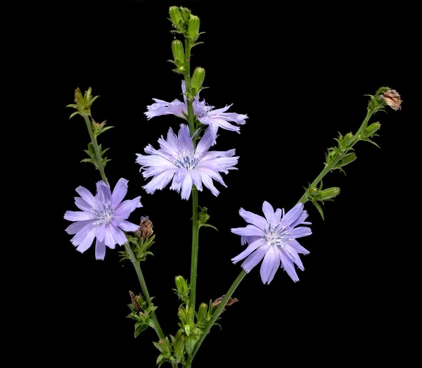 Chicory on black background — Stock Photo, Image