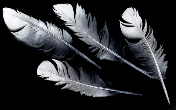 Птичье перо на черном — стоковое фото
