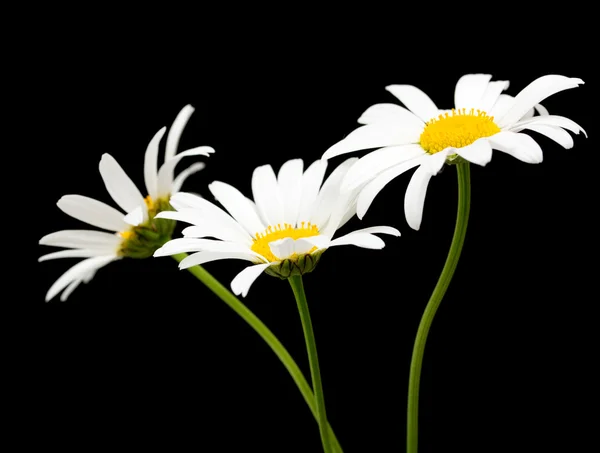 Weiße Gänseblümchen — Stockfoto