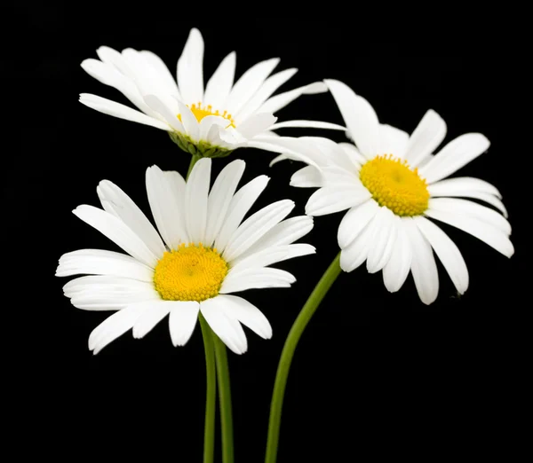 White daisy flowers — Stock Photo, Image
