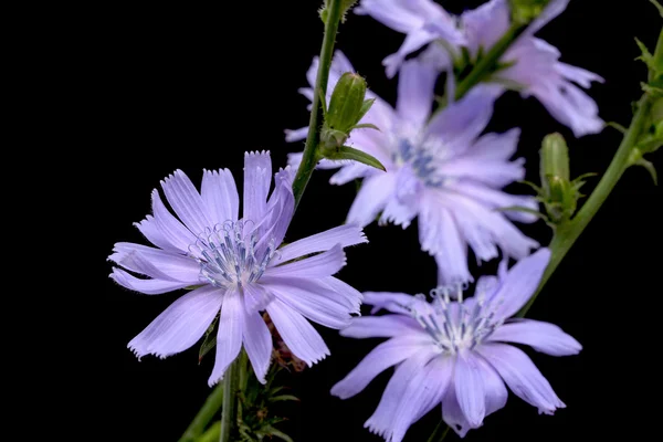 Chicory on black background — Stock Photo, Image