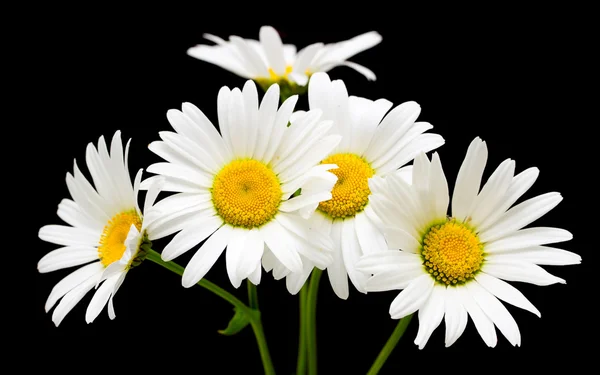 Fehér százszorszép virágok — Stock Fotó