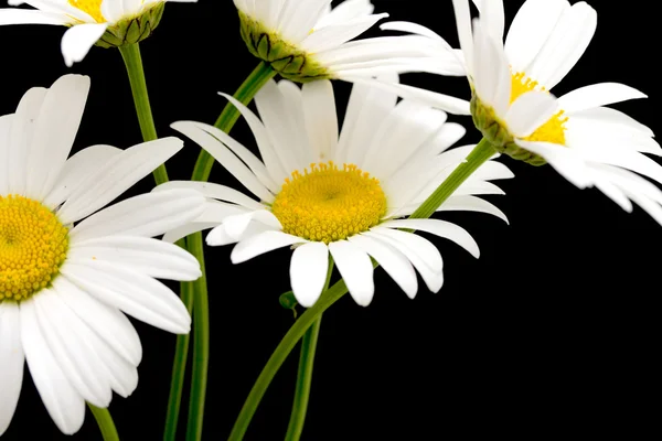 ดอกไม้เดซี่สีขาว — ภาพถ่ายสต็อก