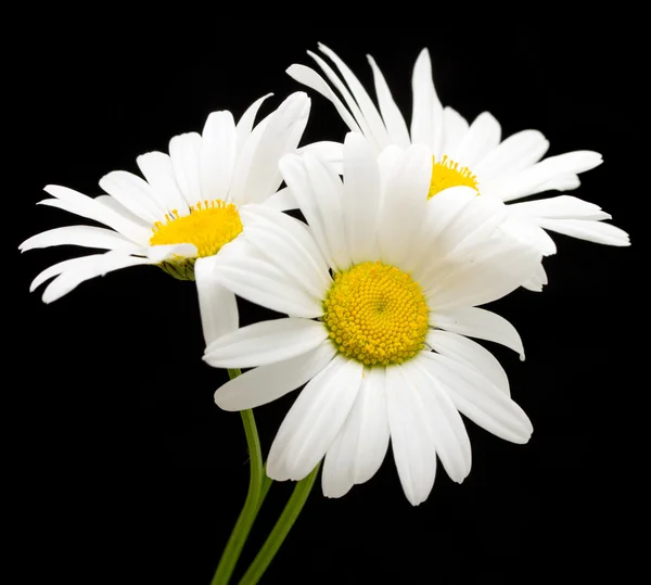 Fleurs de marguerite blanche — Photo