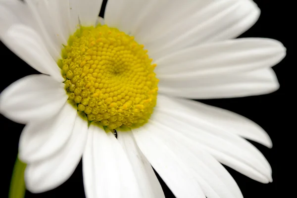 Makroaufnahme der weißen Gänseblümchenblümchen — Stockfoto