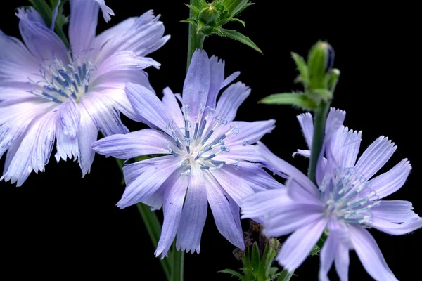 Chicory on black background — Stock Photo, Image