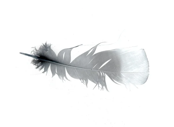 Feather isolated over white — Stock Photo, Image