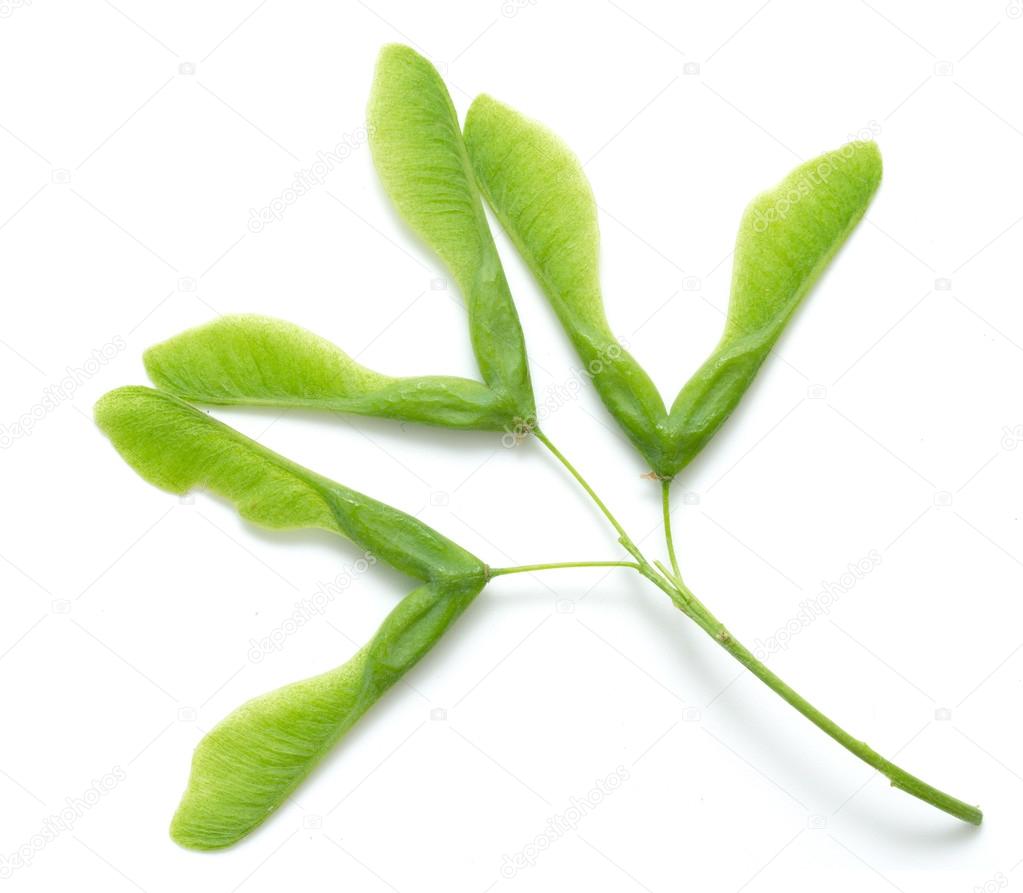 Green maple seeds isolated