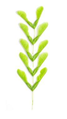 İzole yeşil akçaağaç tohumu