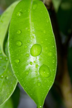 Su yaprakların üzerine düşer.