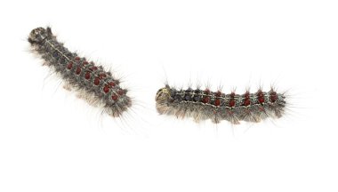 Gypsy moth tırtıllar