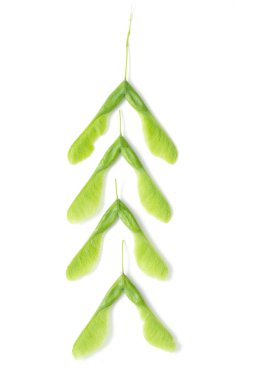 İzole yeşil akçaağaç tohumu