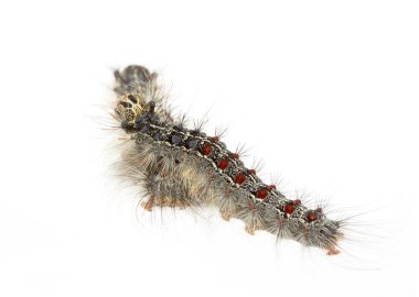 Gypsy moth tırtıllar